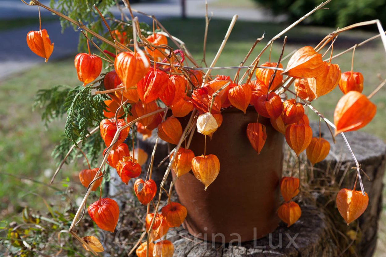 Физалис цветок