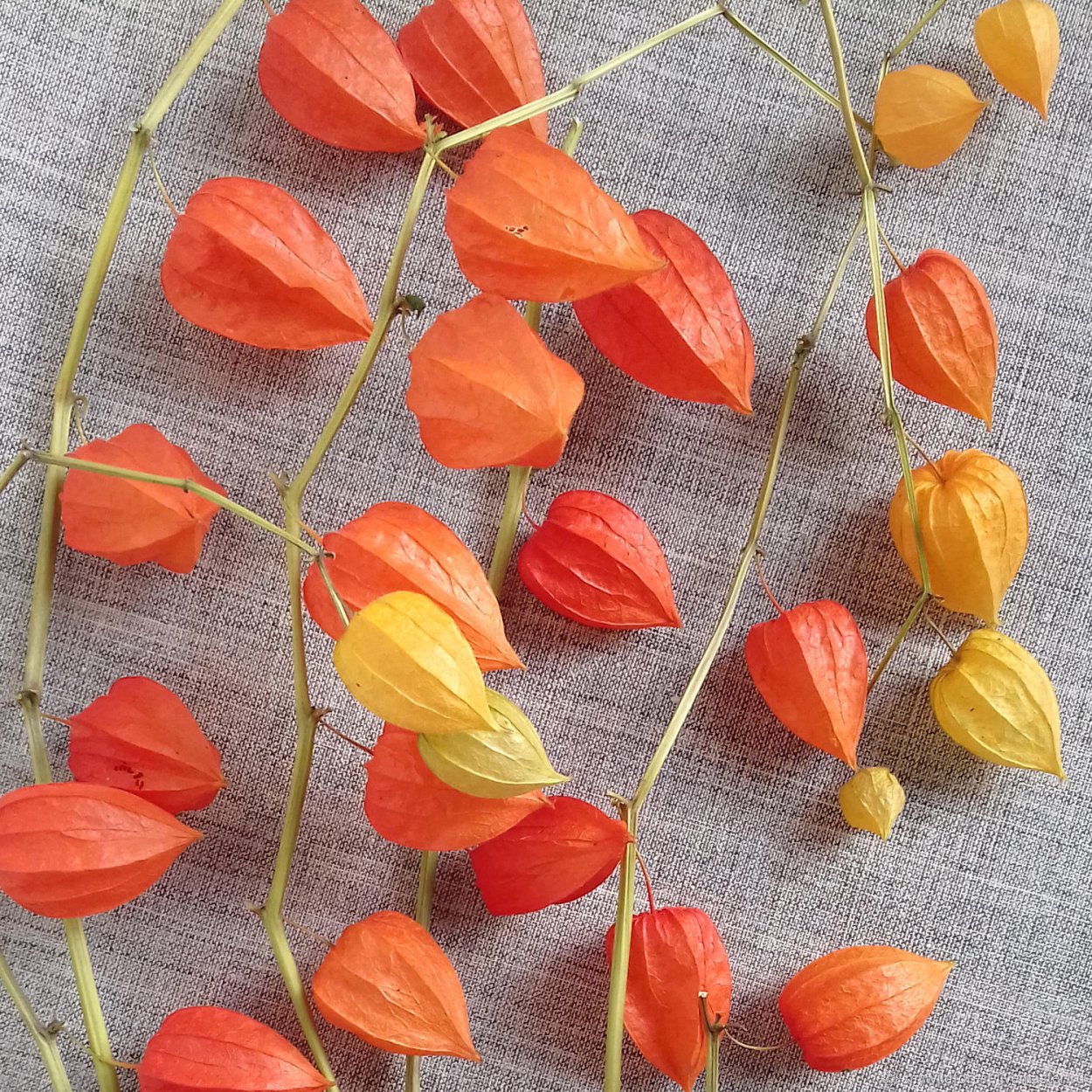 Физалис растение