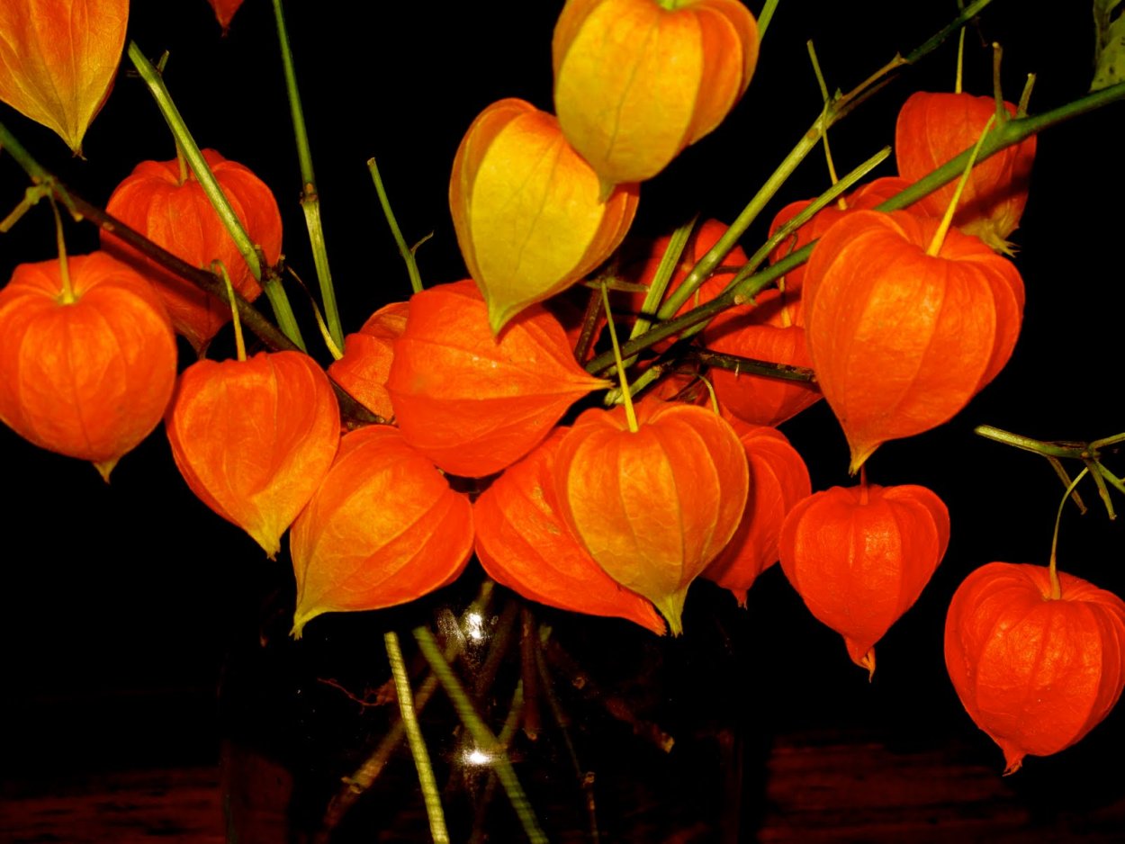 Физалис алькекенги