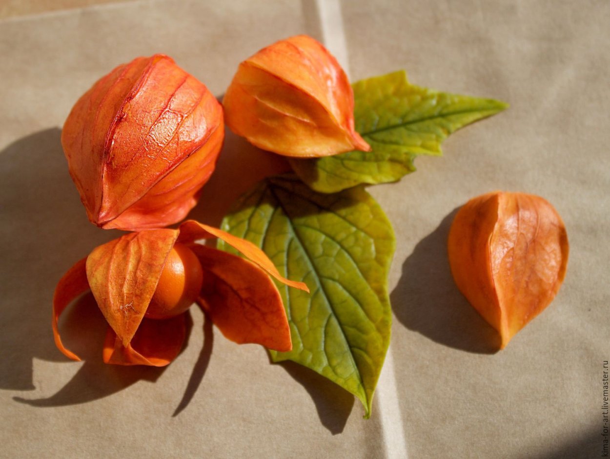 Физалис растение