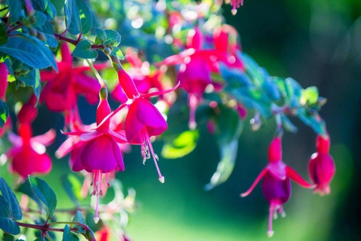 Самая красивая фуксия в природе