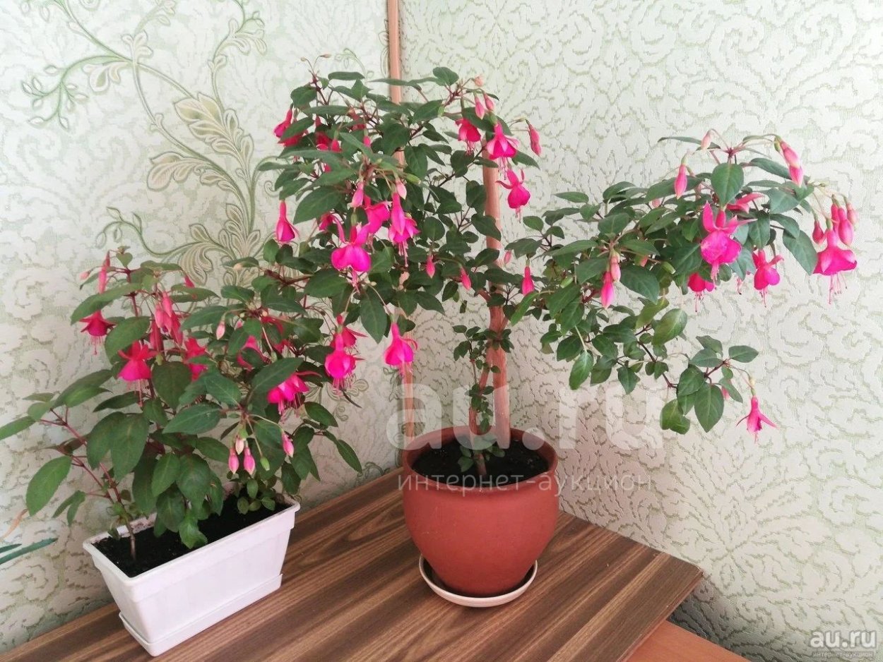 Фуксия штамбовое дерево