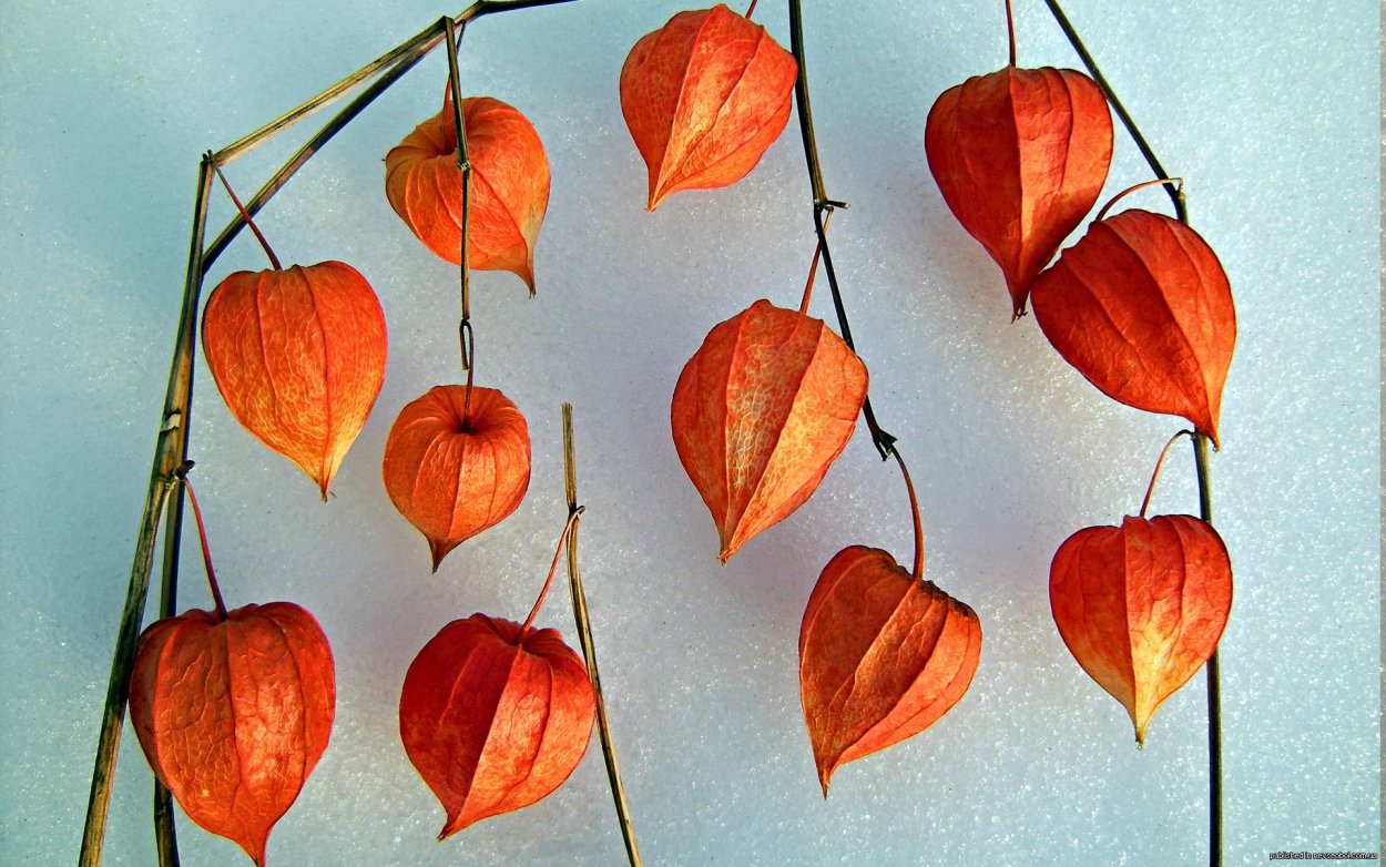 Сухие оранжевые цветы