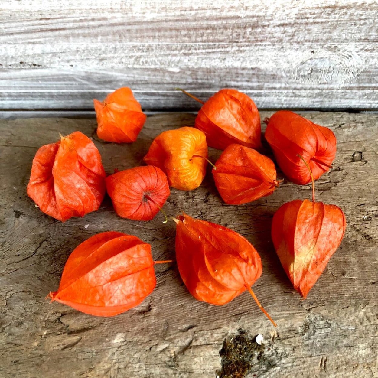 Physalis alkekengi (физалис)