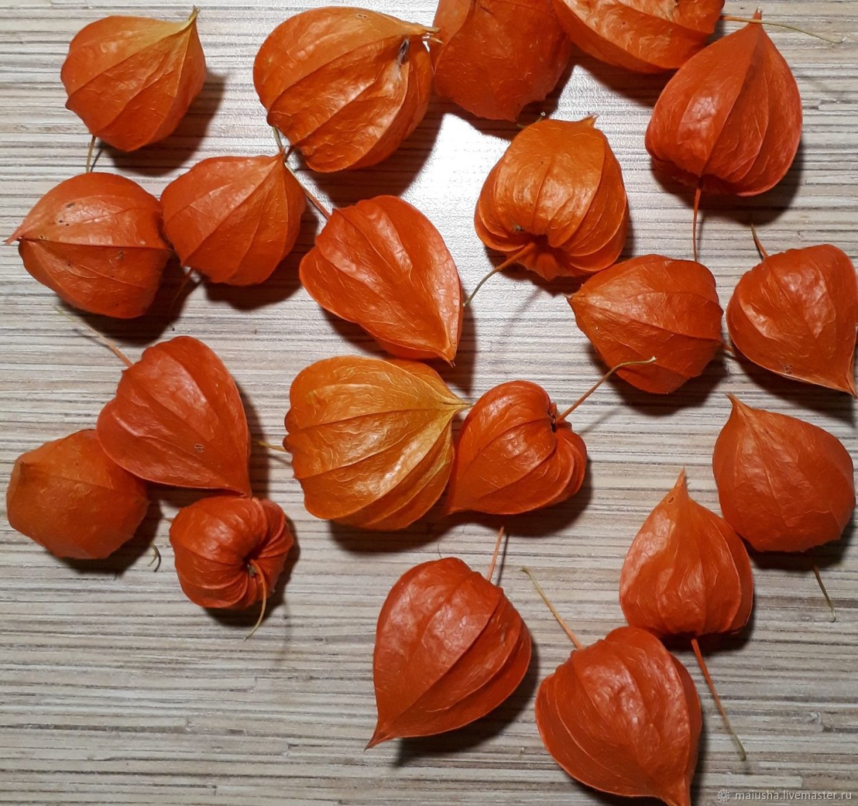 Ветка физалиса