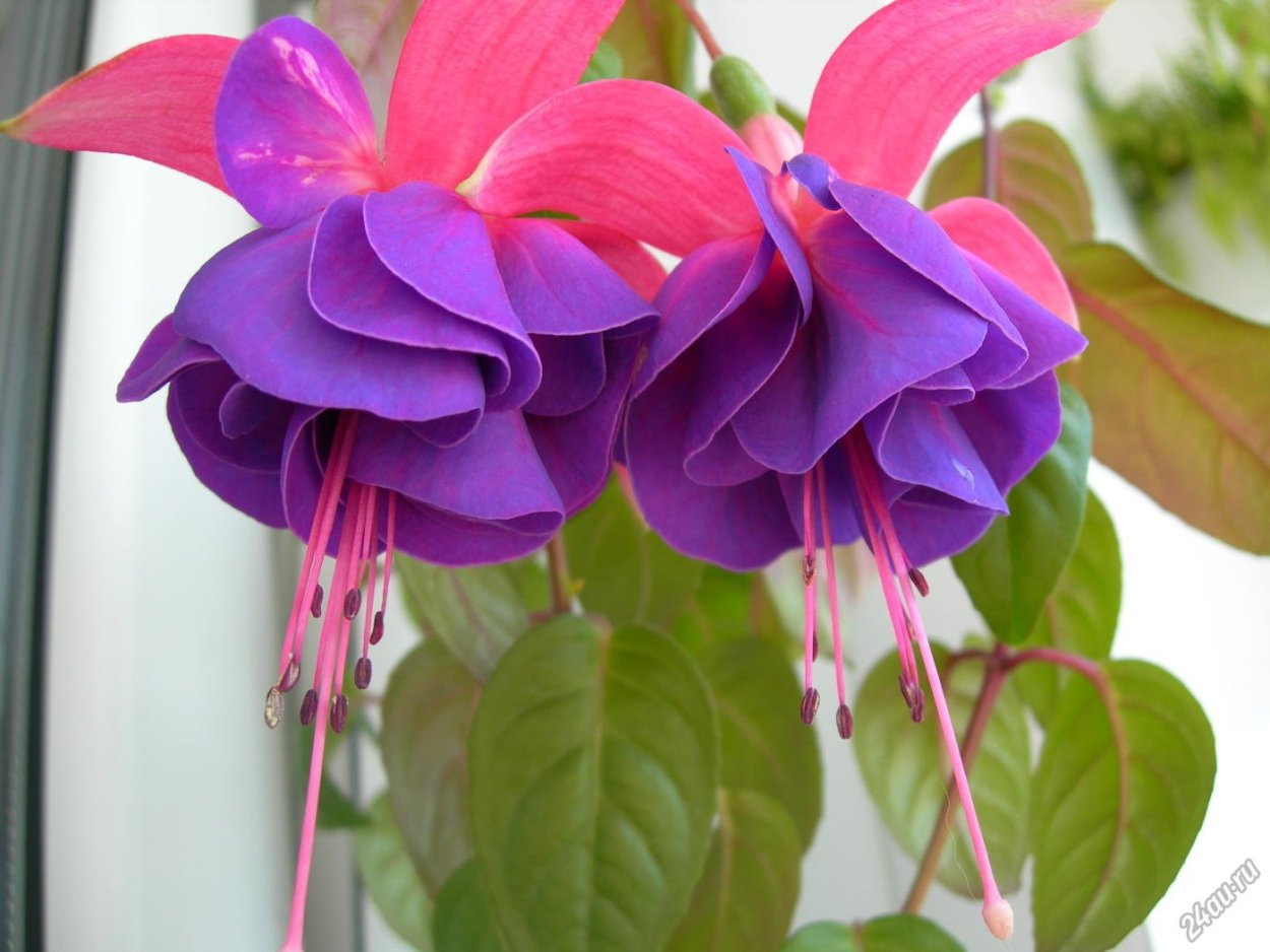 Фуксия Roxana Graman