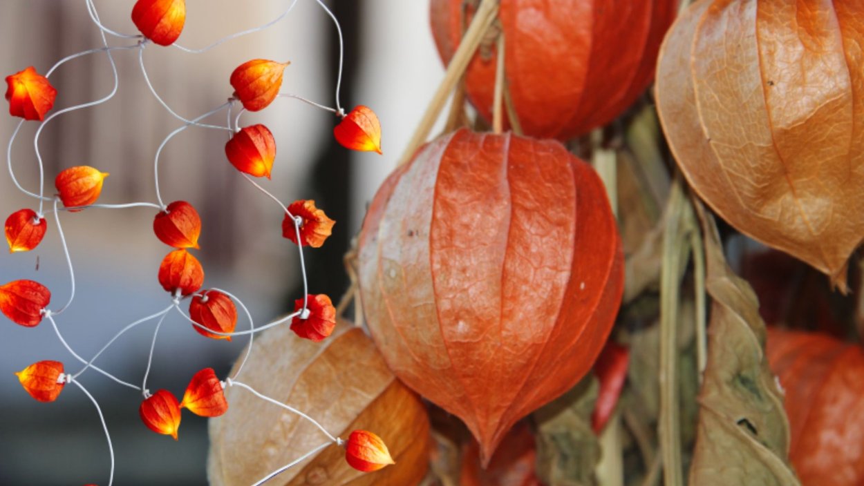 Физалис китайские фонарики