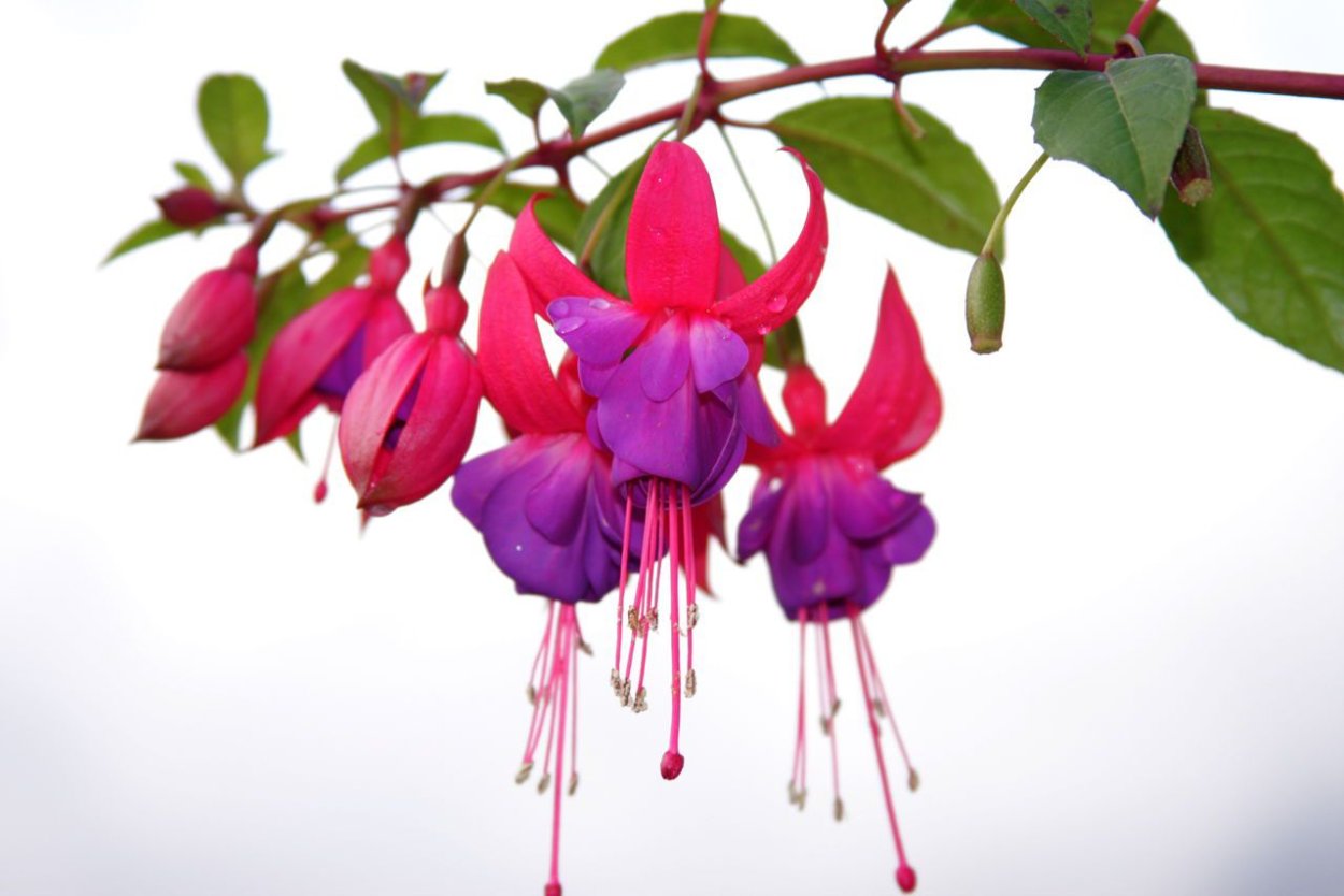 Фуксия на белом фоне