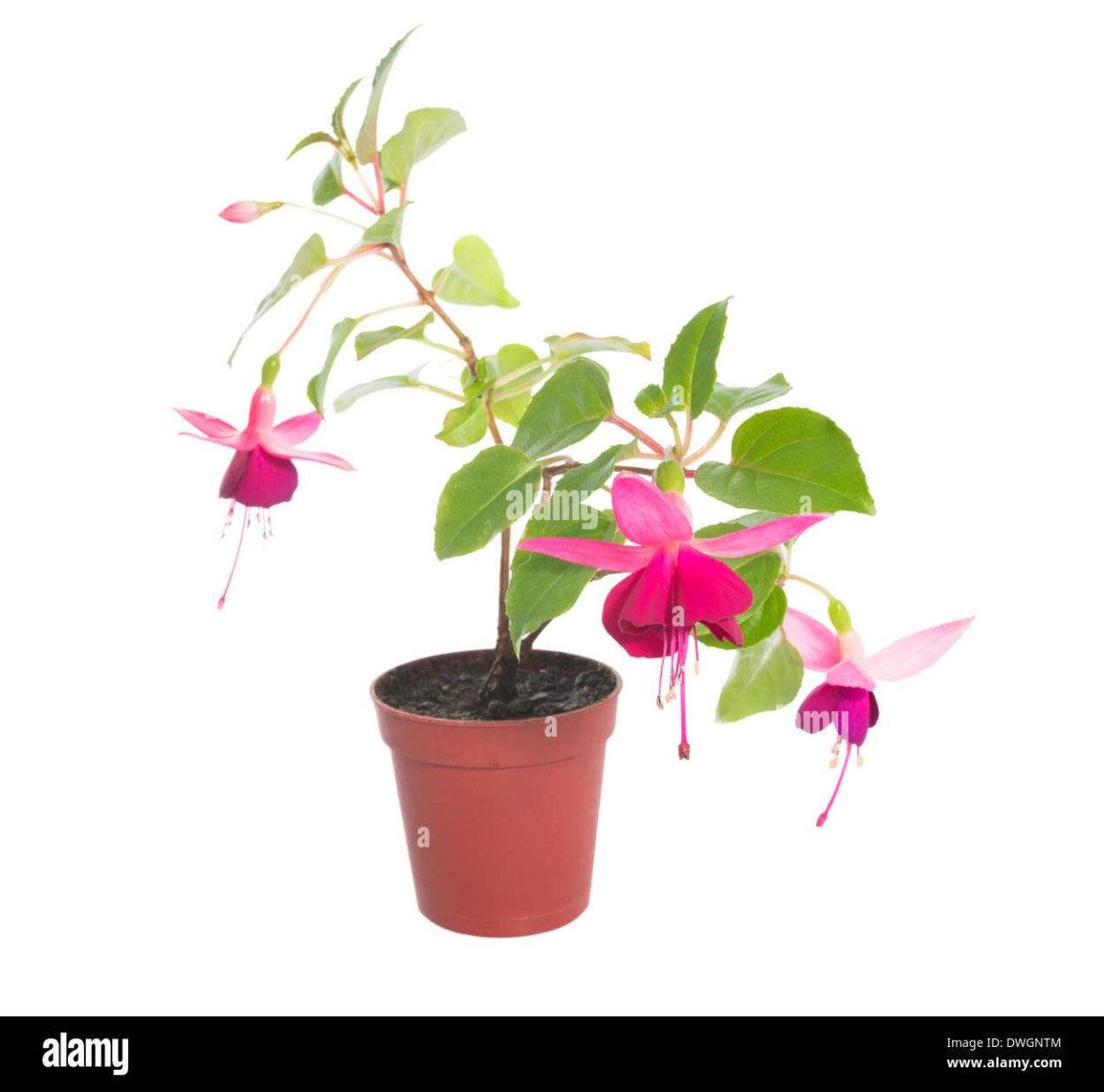 Фуксия Белла Лидия