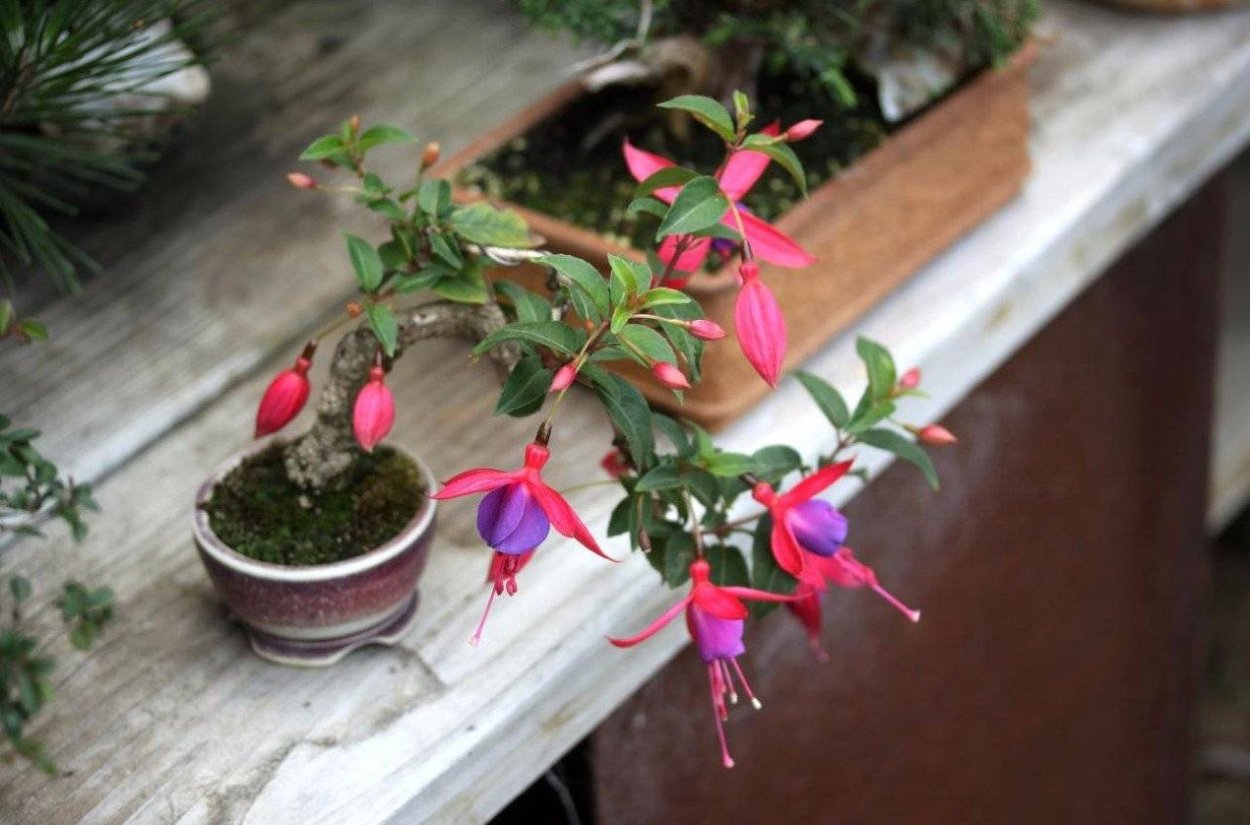 Фуксия бонсай
