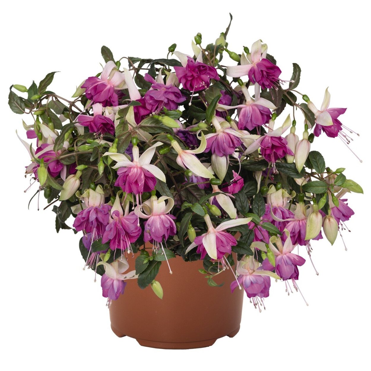 Фуксия Susanna