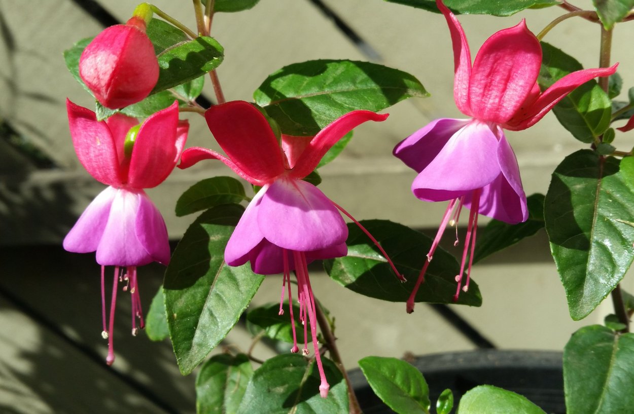 Фуксия Белла Сюзанна