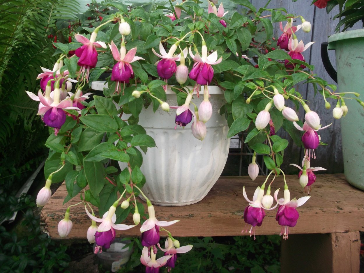 Фуксия ампельная Lena.