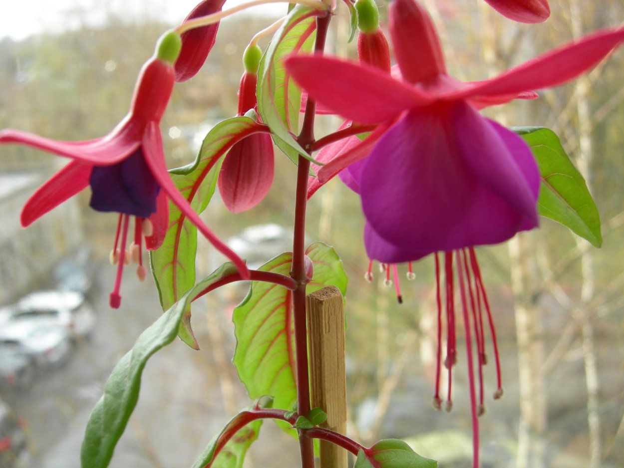 Фуксия Сильвер Шиме