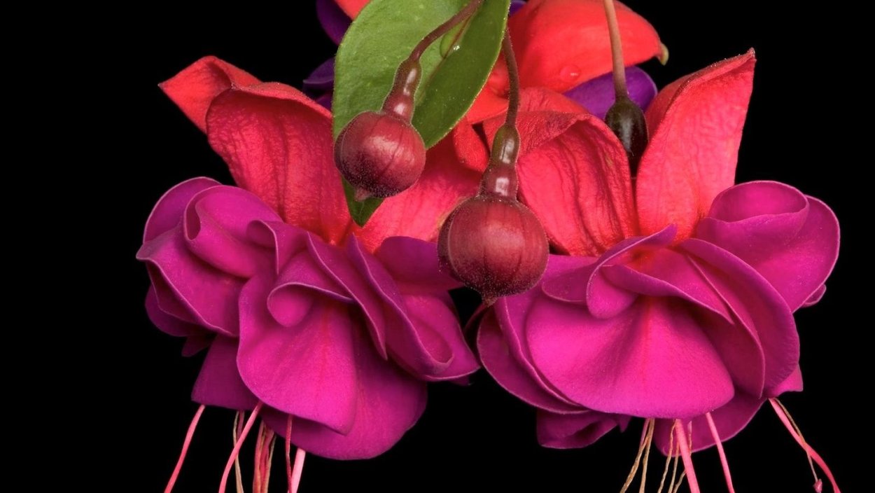 Фуксия Basseveldse Ezels