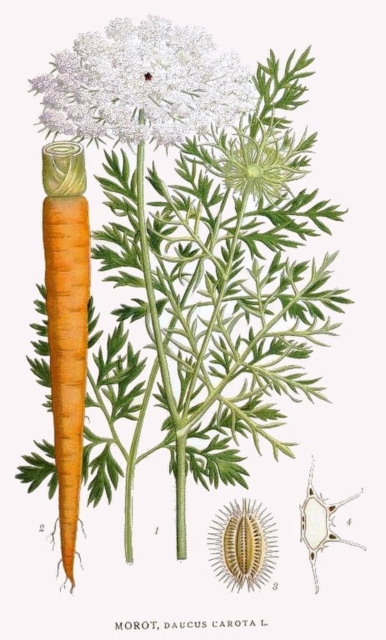 Морковь Дикая - Daucus carota l.