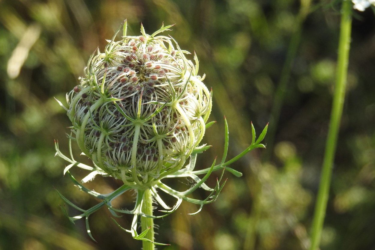 Daucus carota цветок