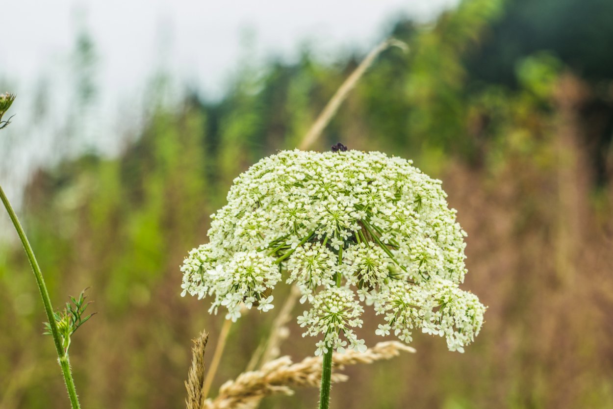 Баркан Дикая морковь