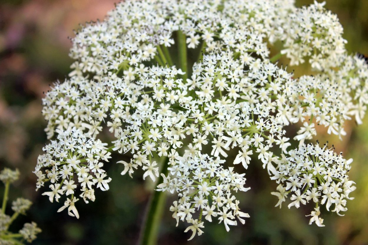 Daucus carota цветок