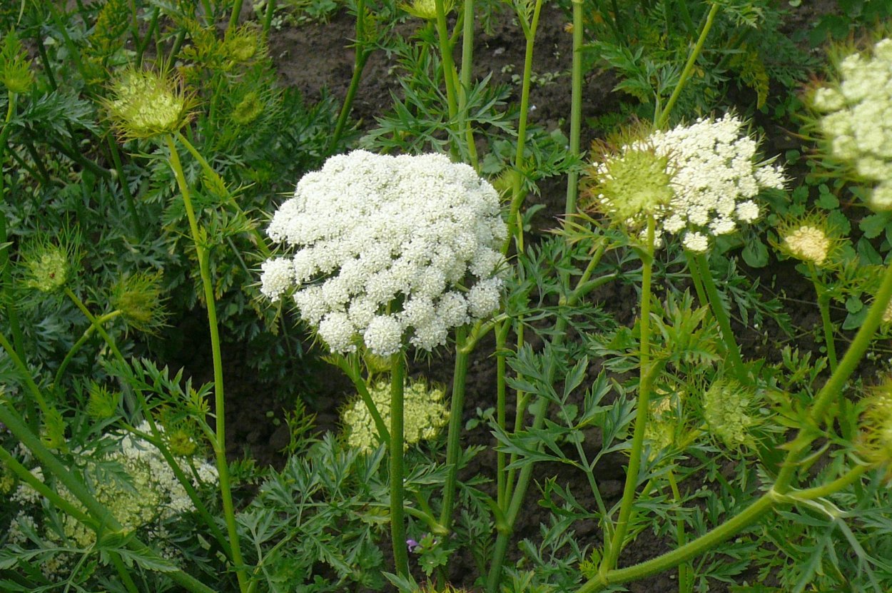 Дикая морковь зонтичные