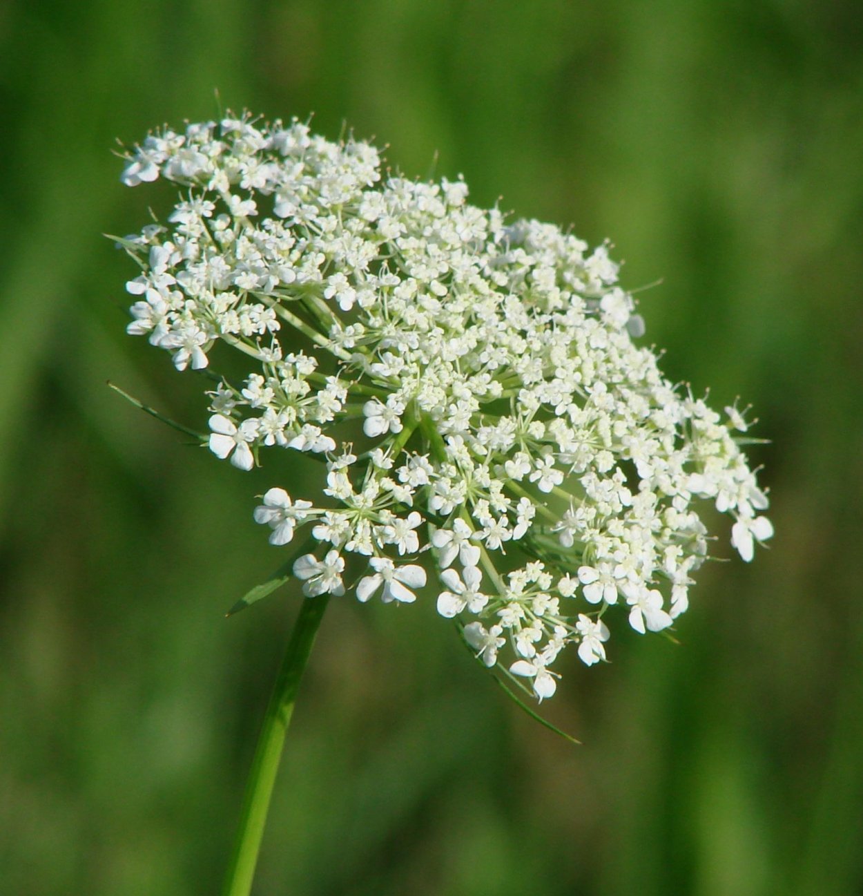 Daucus carota цветок
