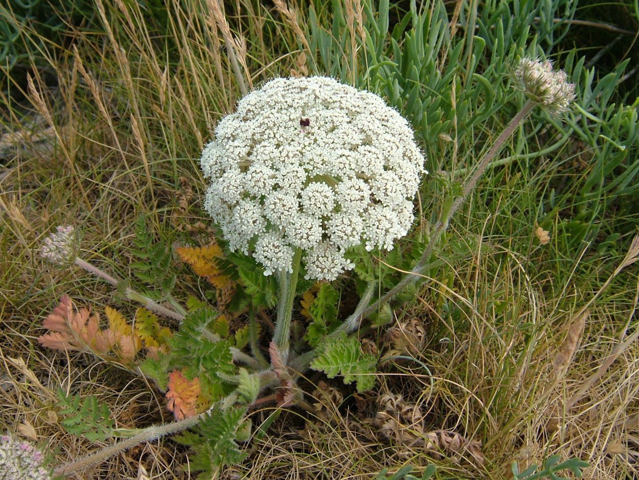 Daucus carota С†РІРµС‚РѕРє