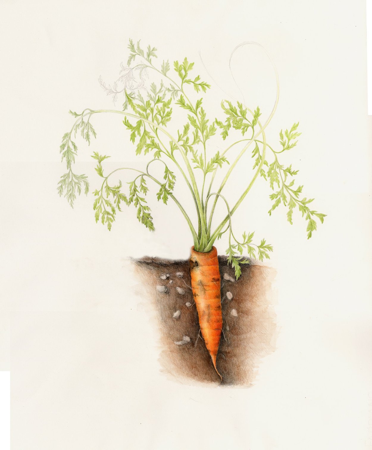 Daucus carota Ботанические иллюстрации