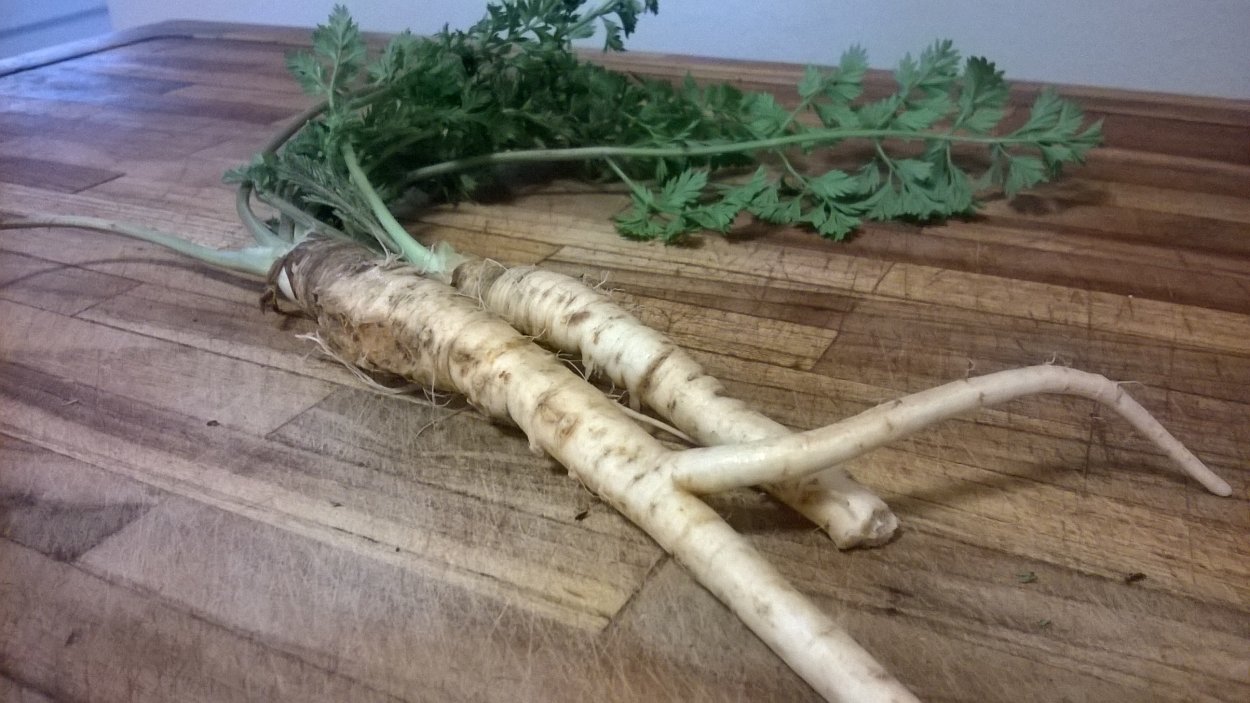 Дикая морковь корнеплод