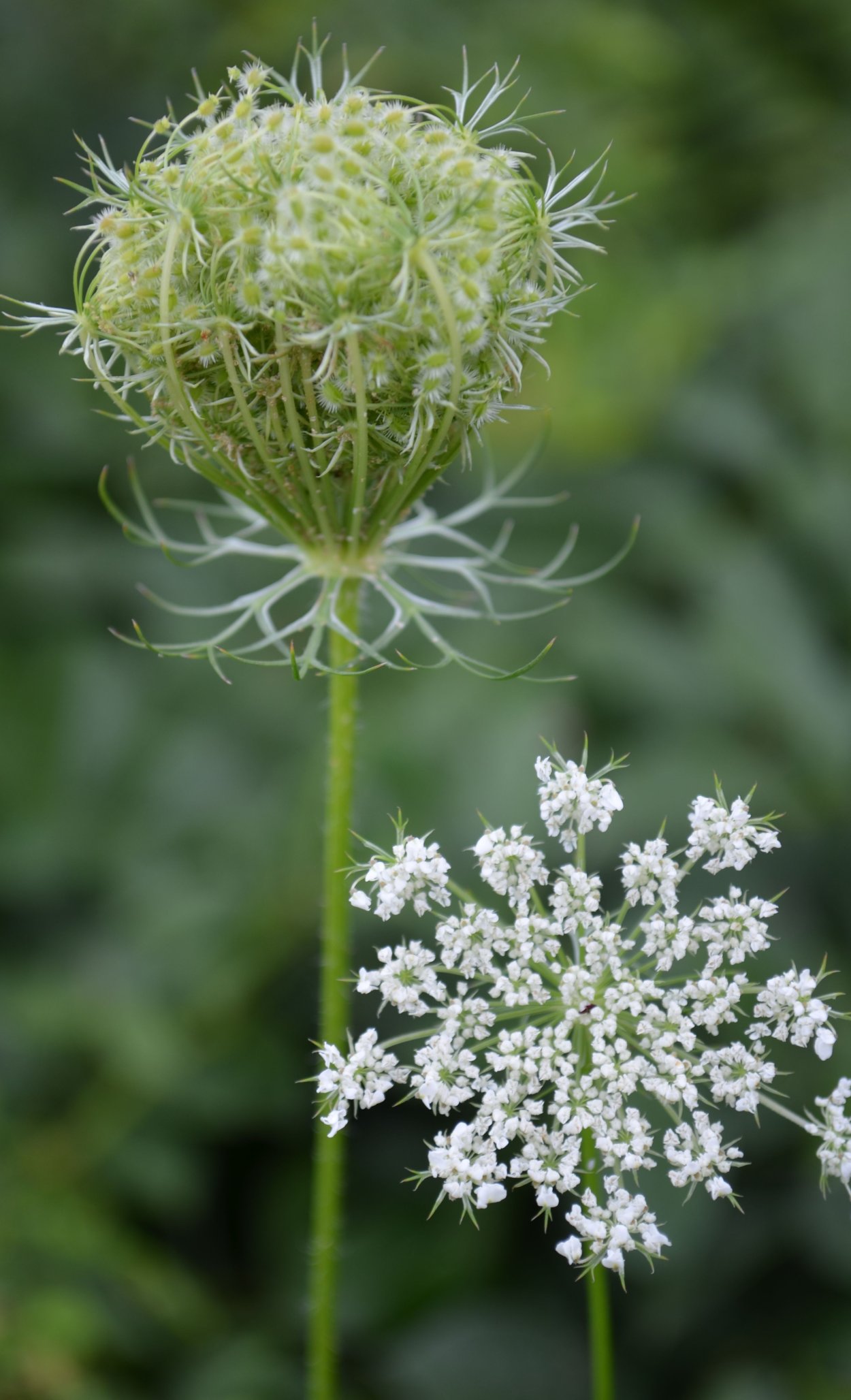Дикая морковь – Queen Anne’s Lace