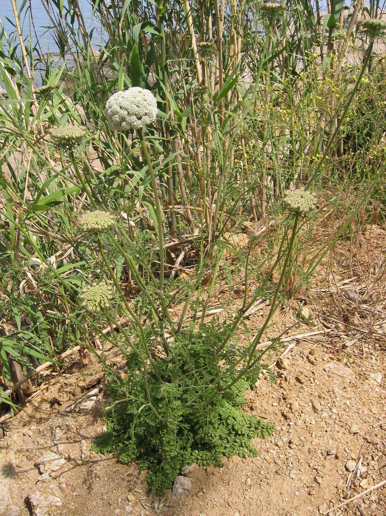 Морковь Дикая (Daucus carota)