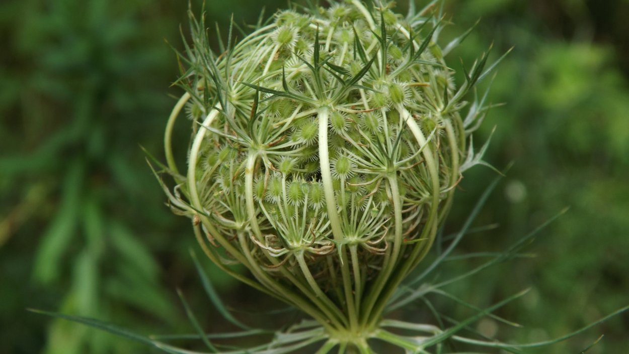 Дикая морковь – Queen Anne’s Lace