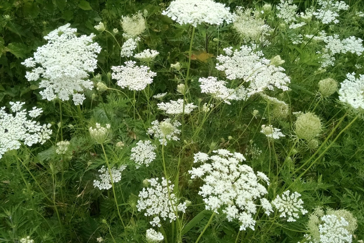 Дикая морковь – Queen Anne’s Lace