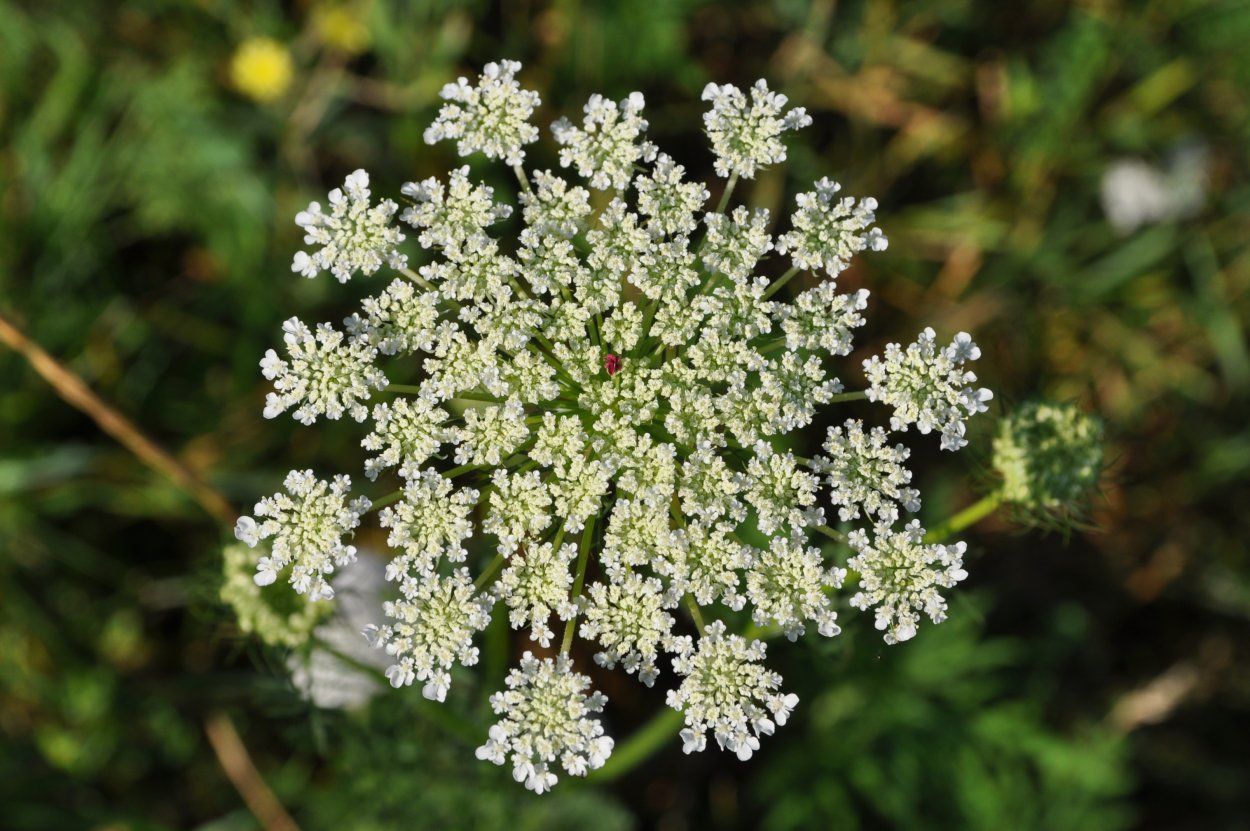 Daucus carota цветок