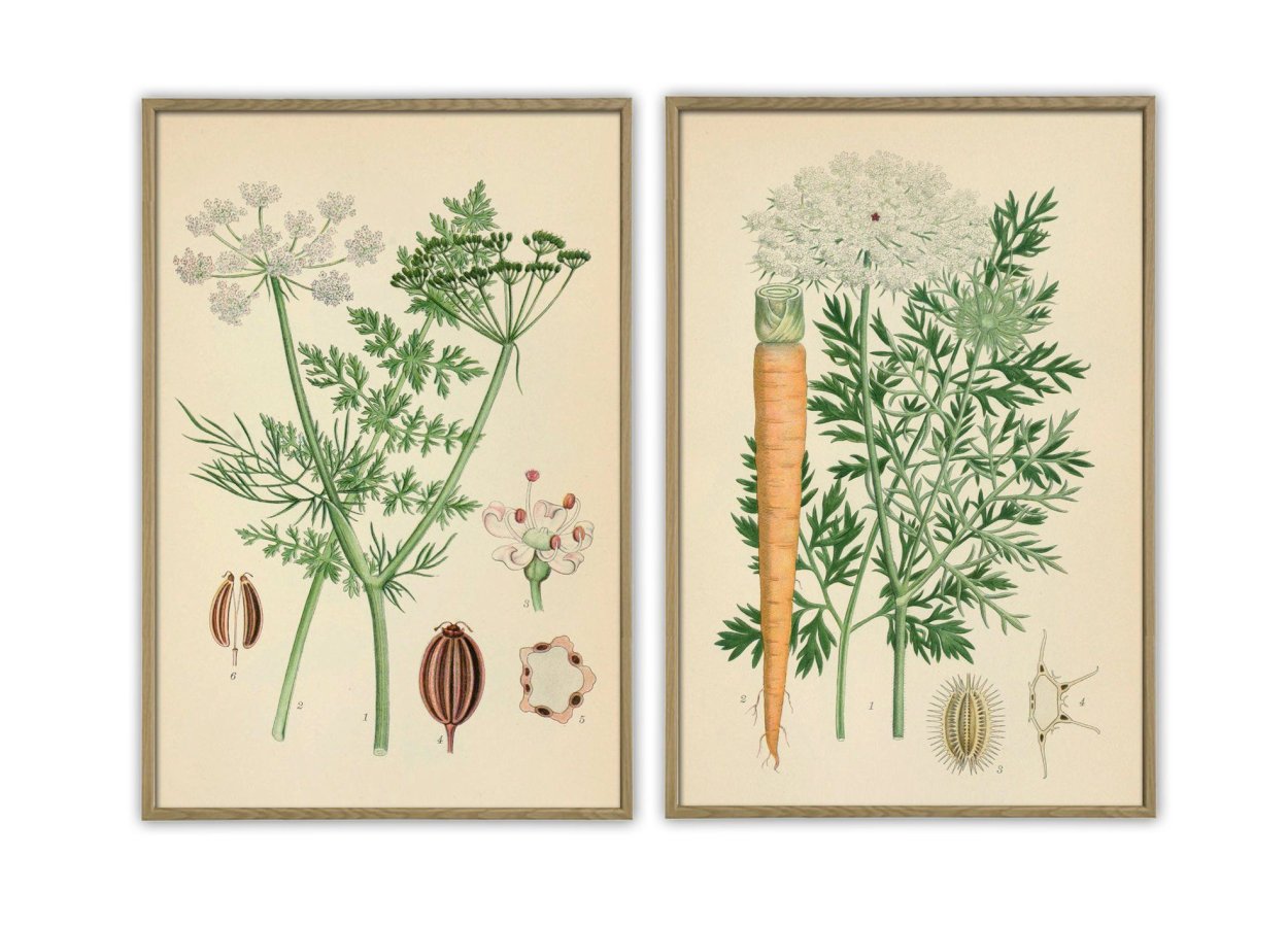 Ботанические иллюстрации в интерьере