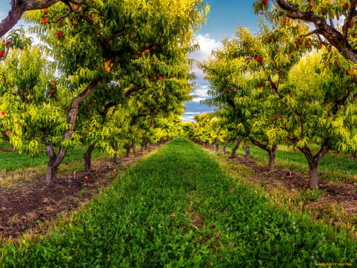 Персик Кардинал