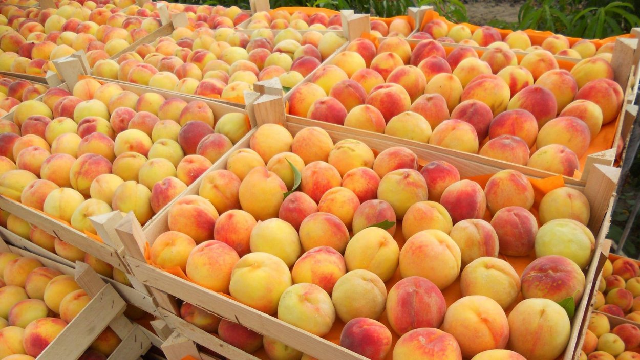 Персиковый сад Геленджик