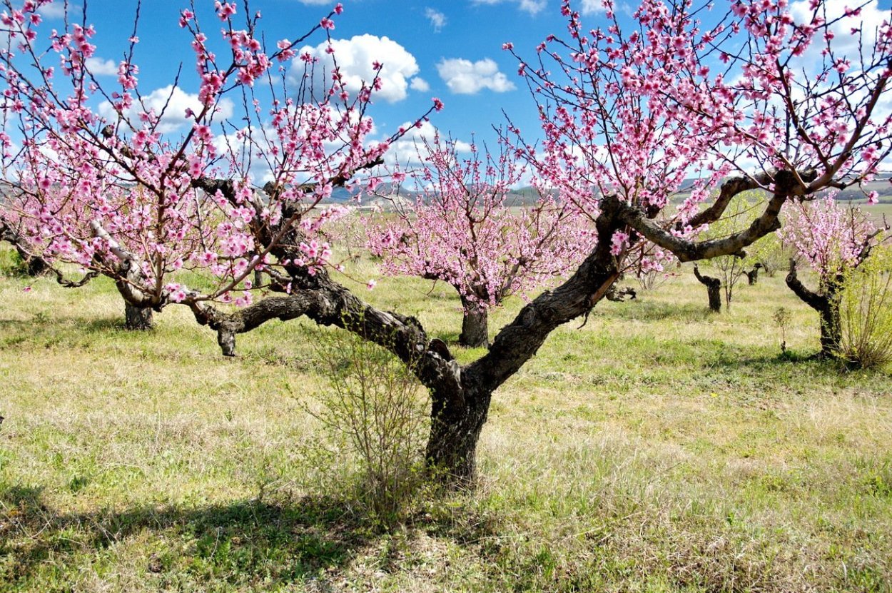 Геленджика сорт алыча