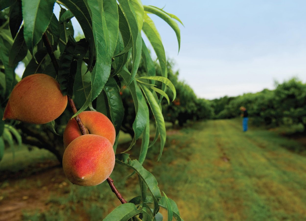 Персик  Гранд Феррад