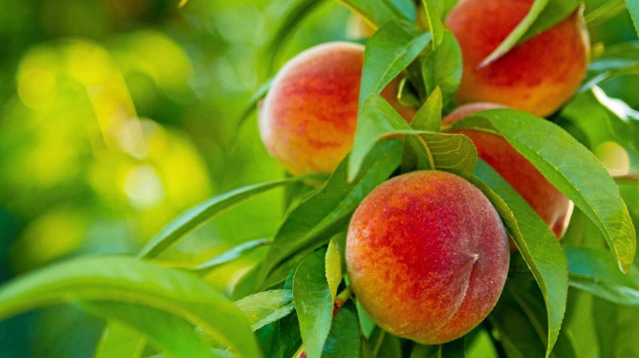 Сад карликовых персиков