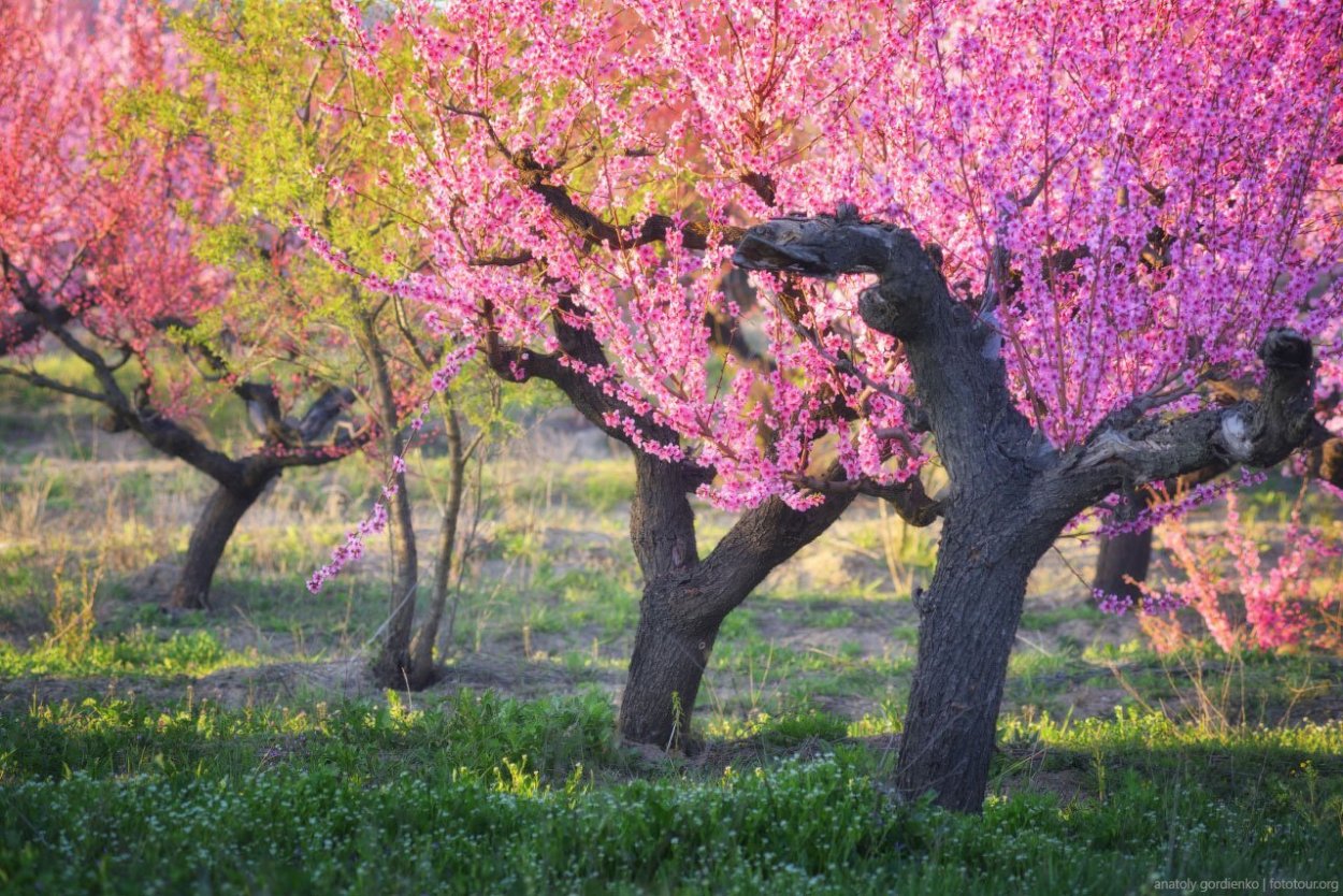 Персик штамбовый