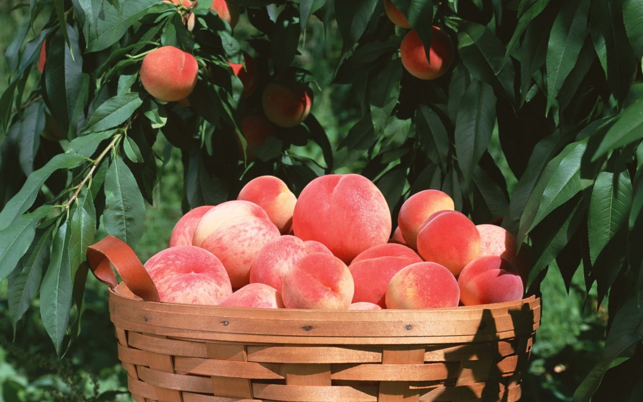 Крым цветение персикового сада