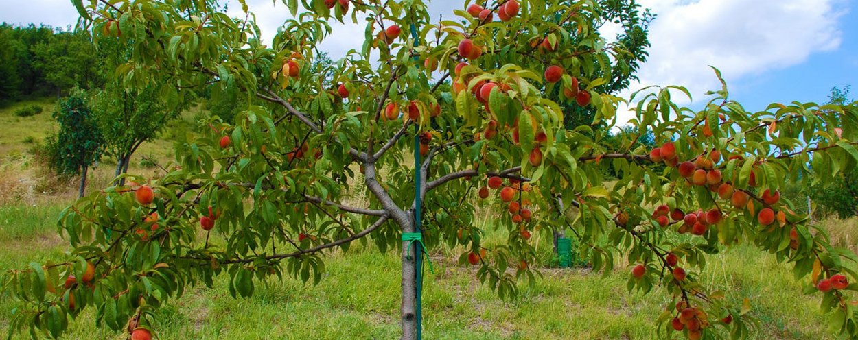 Нектарин дерево