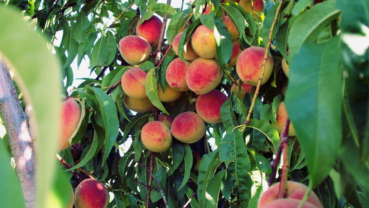 Красивый персиковый сад
