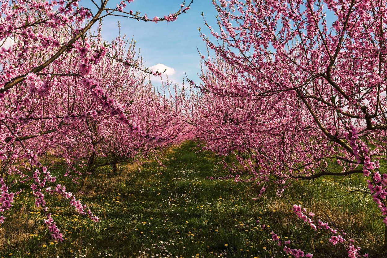 Абрикос чемпион севера