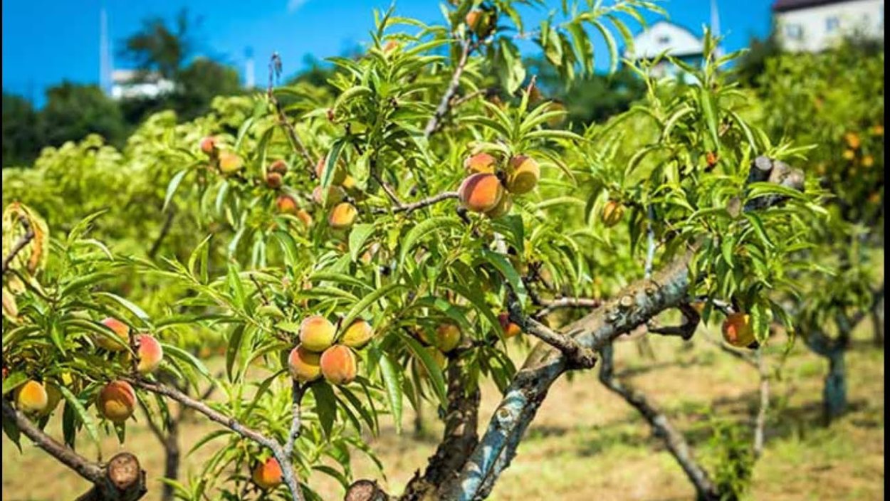 Цветущий персиковый сад Крым