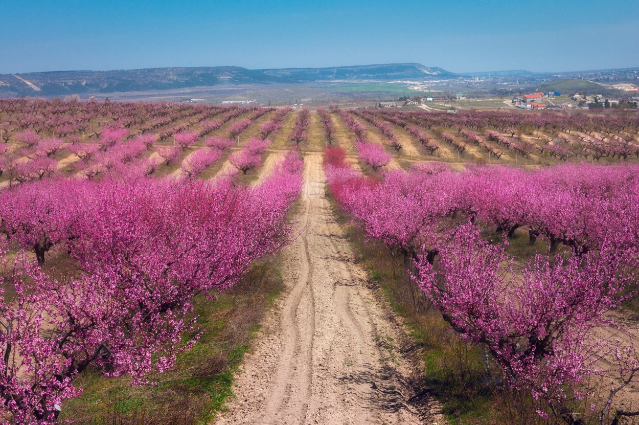 Саженец дерево персик нектарин
