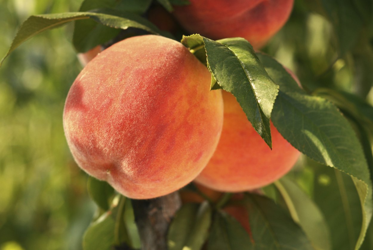 Сычуань персиковый сад