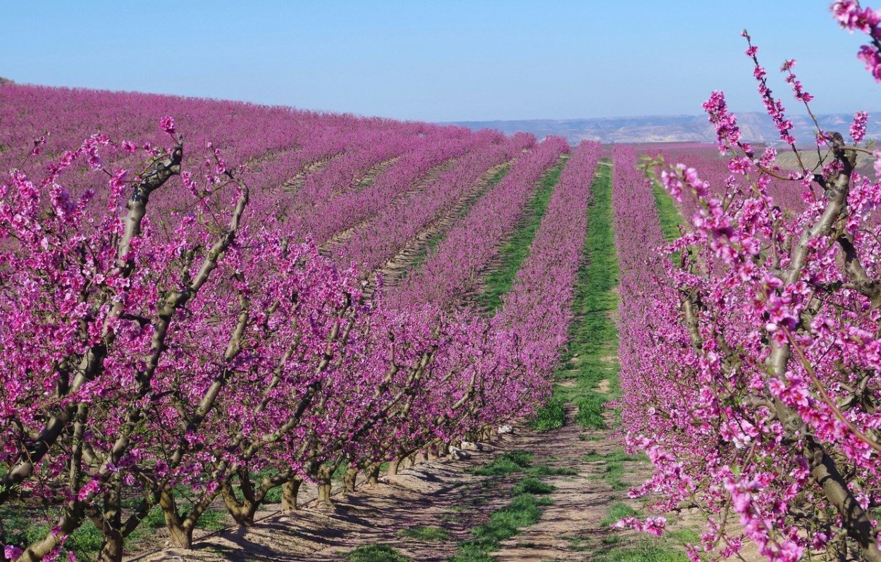 Цветущий персиковый сад