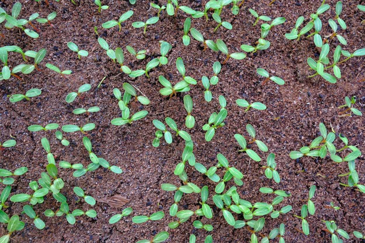 Всходы фацелии