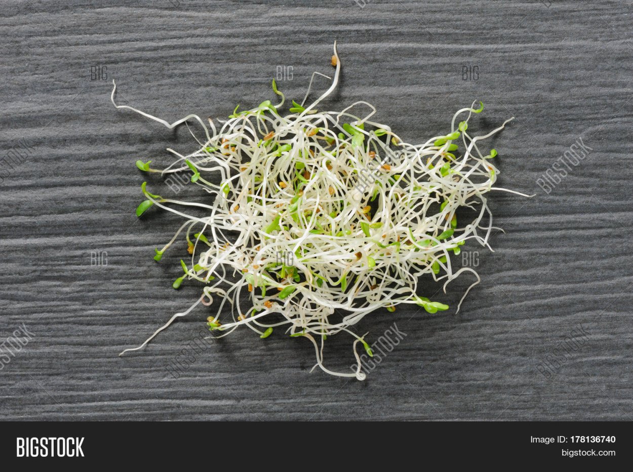 Возделывание люцерны